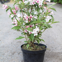 Вейгела цветущая Сюзанна (Weigela florida 'Suzanne')