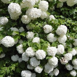 Гортензия древовидная Стронг Аннабель (Hydrangea arborescens 'Strong Annabelle')