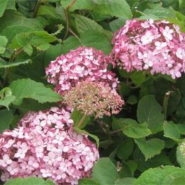 Гортензия древовидная Свит Аннабель (Hydrangea arborescens 'Sweet Annabelle')
