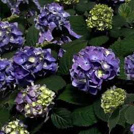 Гортензия крупнолистная Блумстар (Hydrangea macrophylla 'Bloomstar')