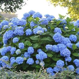 Гортензия крупнолистная Эндлесс Саммер Ориджинал (Hydrangea macrophylla 'Endless Summer Original')