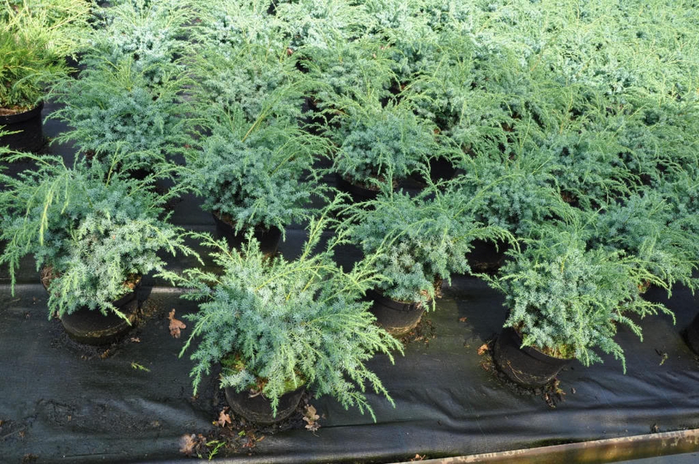 Можжевельник китайский Блю Альпс (Juniperus chinensis 'Blue Alps')