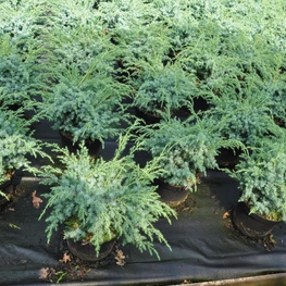 Можжевельник китайский Блю Альпс (Juniperus chinensis 'Blue Alps')