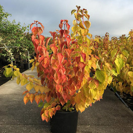 Дерен кроваво-красный Мэджик Флейм (Cornus sanguinea 'Magic Flame')
