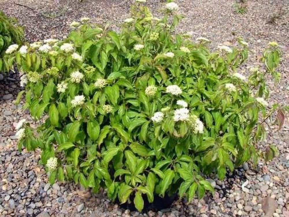 Дерен отпрысковый Келси (Cornus stolonifera 'Kelseyi')