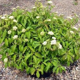 Дерен отпрысковый Келси (Cornus stolonifera 'Kelseyi')