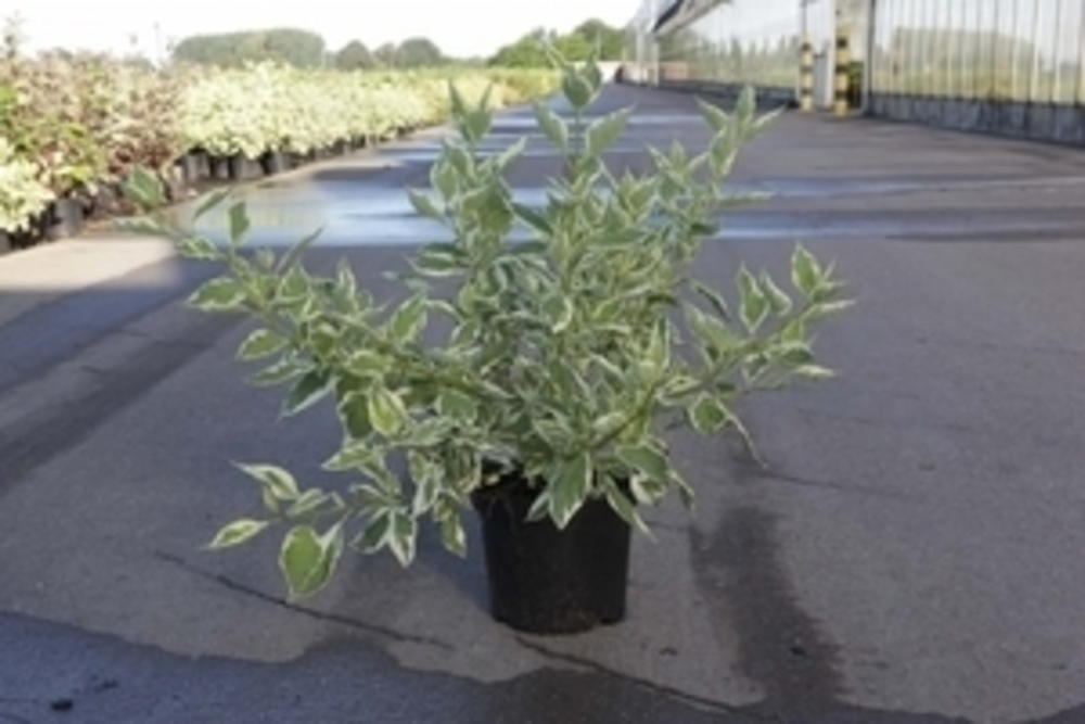 Дерен отпрысковый Уайт Голд (Cornus stolonifera 'White Gold')