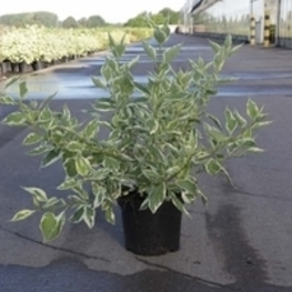 Дерен отпрысковый Уайт Голд (Cornus stolonifera 'White Gold')