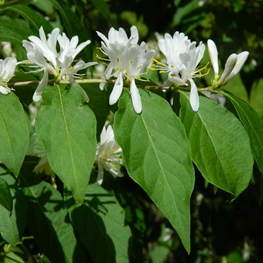 Жимолость Маака (Lonicera maackii)