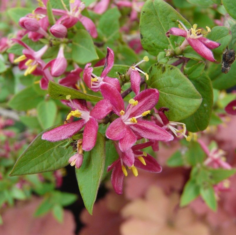 Жимолость татарская (Lonicera tatarica)