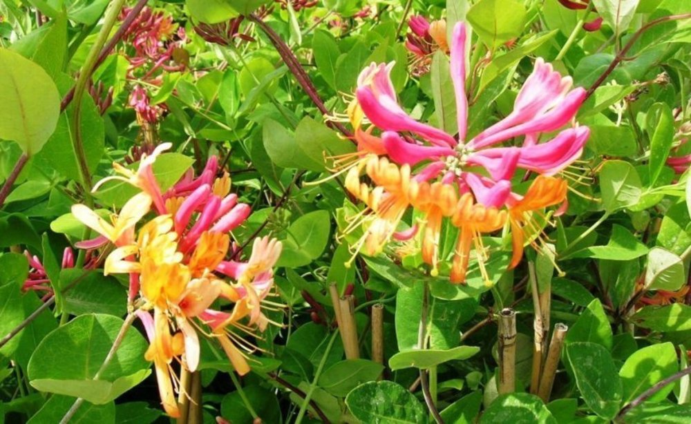 Жимолость Хекрота Голд Флейм (Lonicera x heckrottii 'Gold Flame')