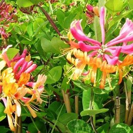 Жимолость Хекрота Голд Флейм (Lonicera x heckrottii 'Gold Flame')