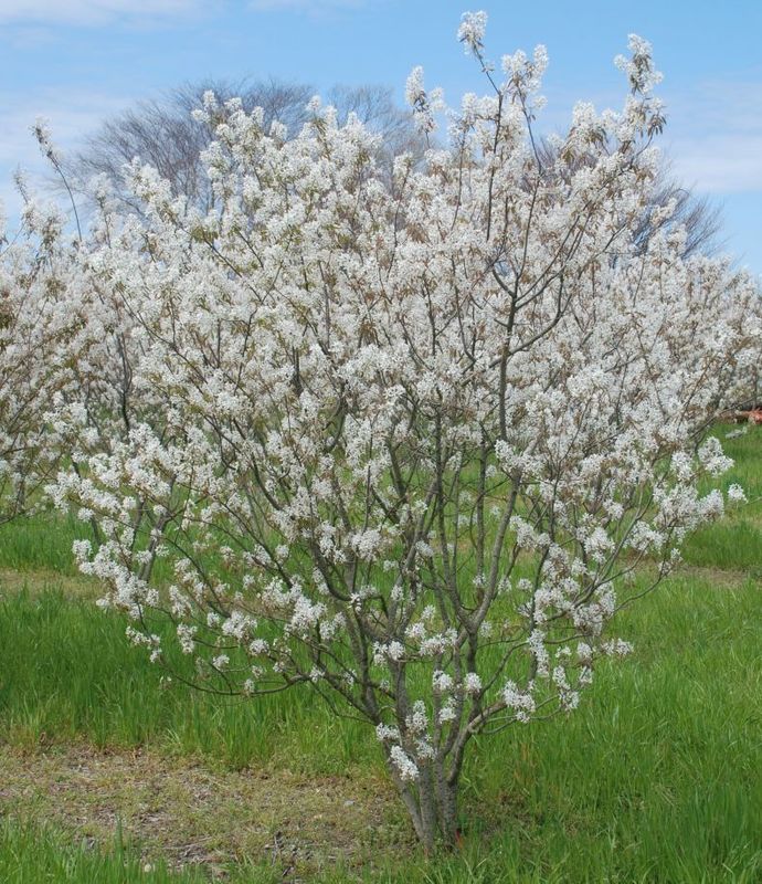Ирга канадская (Amelanchier canadensis)