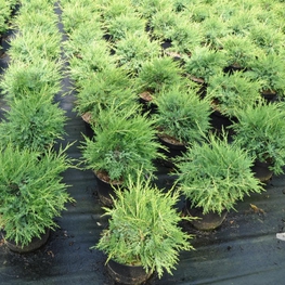 Можжевельник китайский Куривао Голд (Juniperus chinensis 'Kuriwao Gold')