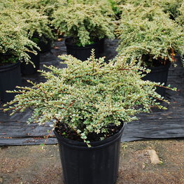 Кизильник горизонтальный Вариегатус (Cotoneaster horizontalis 'Variegatus')