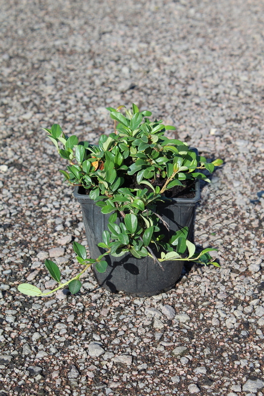 Кизильник Даммера Майор (Cotoneaster dammeri 'Major')