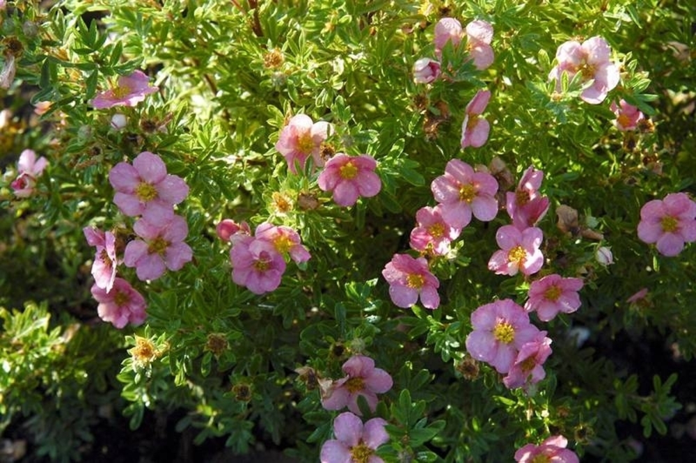 Лапчатка кустарниковая Пинк Квин (Potentilla fruticosa 'Pink Queen')