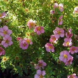 Лапчатка кустарниковая Пинк Квин (Potentilla fruticosa 'Pink Queen')