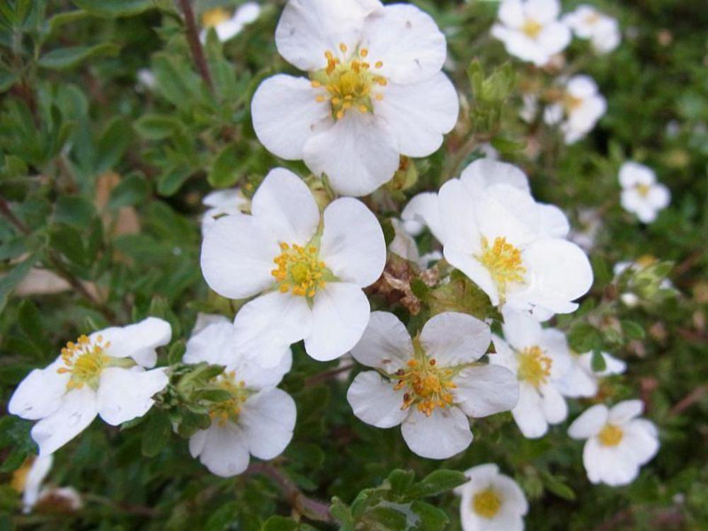 Лапчатка кустарниковая Сноуфлейк (Potentilla fruticosa 'Snowflake')