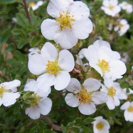 Лапчатка кустарниковая Сноуфлейк (Potentilla fruticosa 'Snowflake')
