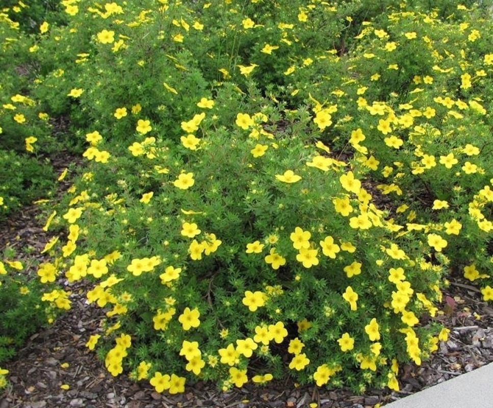 Лапчатка кустарниковая Соммерфлор (Potentilla fruticosa 'Sommerflor')