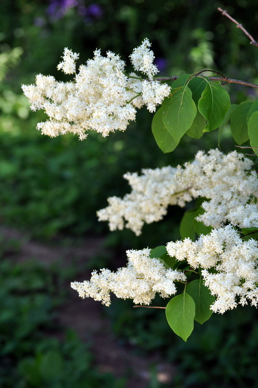 Сирень амурская (Syringa amurensis)