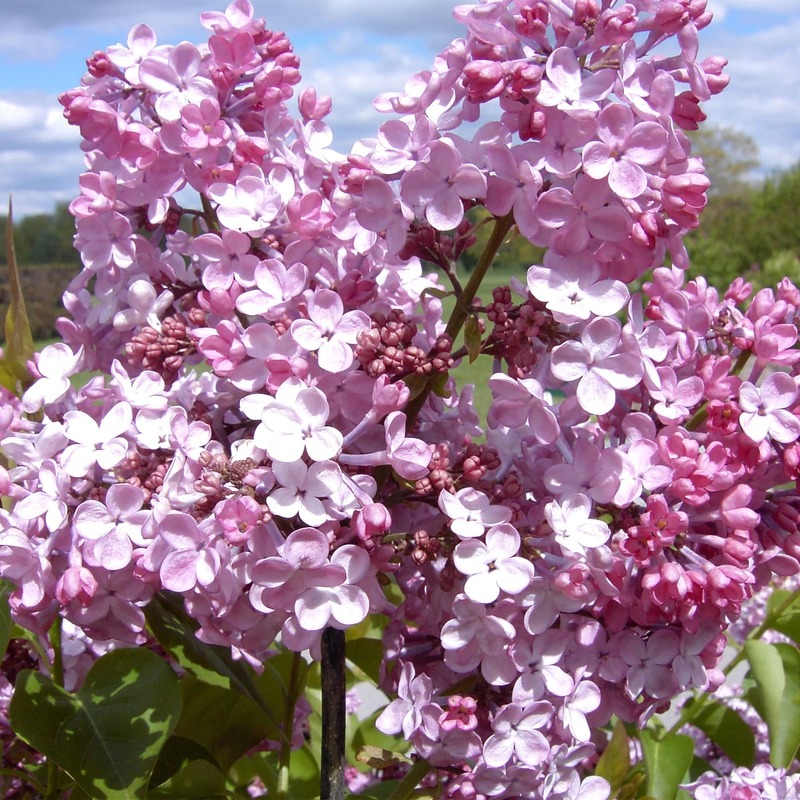 Сирень гиацинтовая Мейденс Блаш (Syringa x hyacinthiflora 'Maiden's Blush')