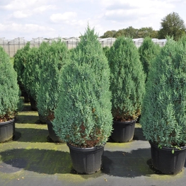 Можжевельник китайский Стрикта (Juniperus chinensis 'Stricta')