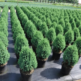 Можжевельник китайский Стрикта (Juniperus chinensis 'Stricta')