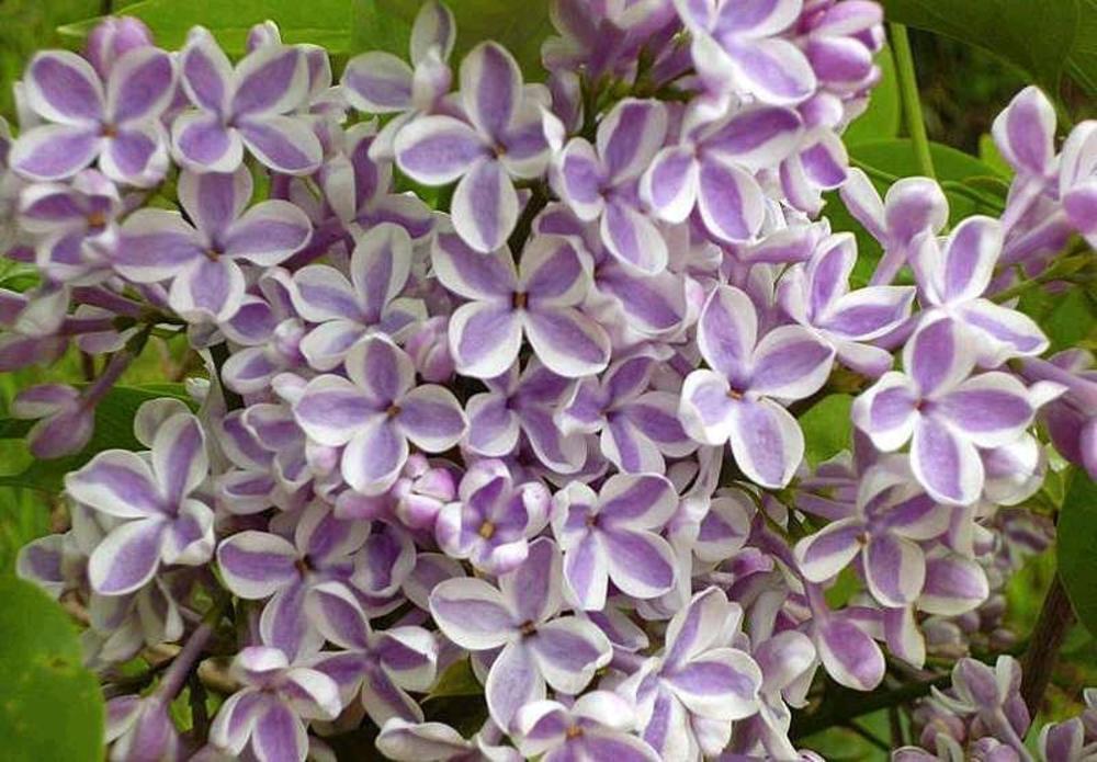 Сирень обыкновенная Лила Вандер (Syringa vulgaris 'Lila Wonder')