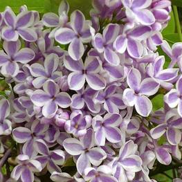 Сирень обыкновенная Лила Вандер (Syringa vulgaris 'Lila Wonder')