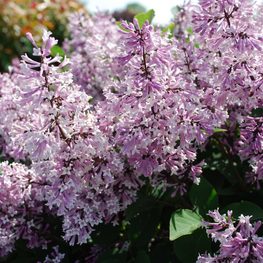 Сирень отклоненная Мисс Ким (Syringa patula 'Miss Kim')