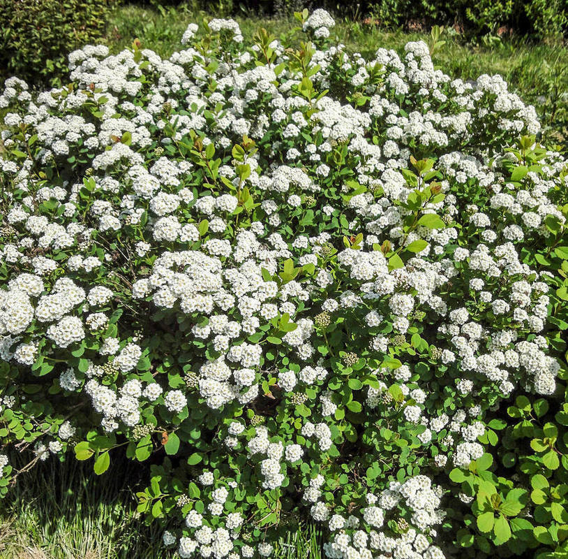 Спирея березолистная Айленд (Spiraea betulifolia 'Island')