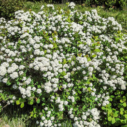 Спирея березолистная Айленд (Spiraea betulifolia 'Island')