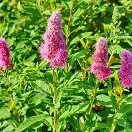 Спирея Билларда Триумфанс (Spiraea x billardii 'Triumphans')