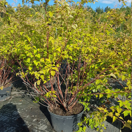 Стефанандра Танака (Stephanandra tanakae)