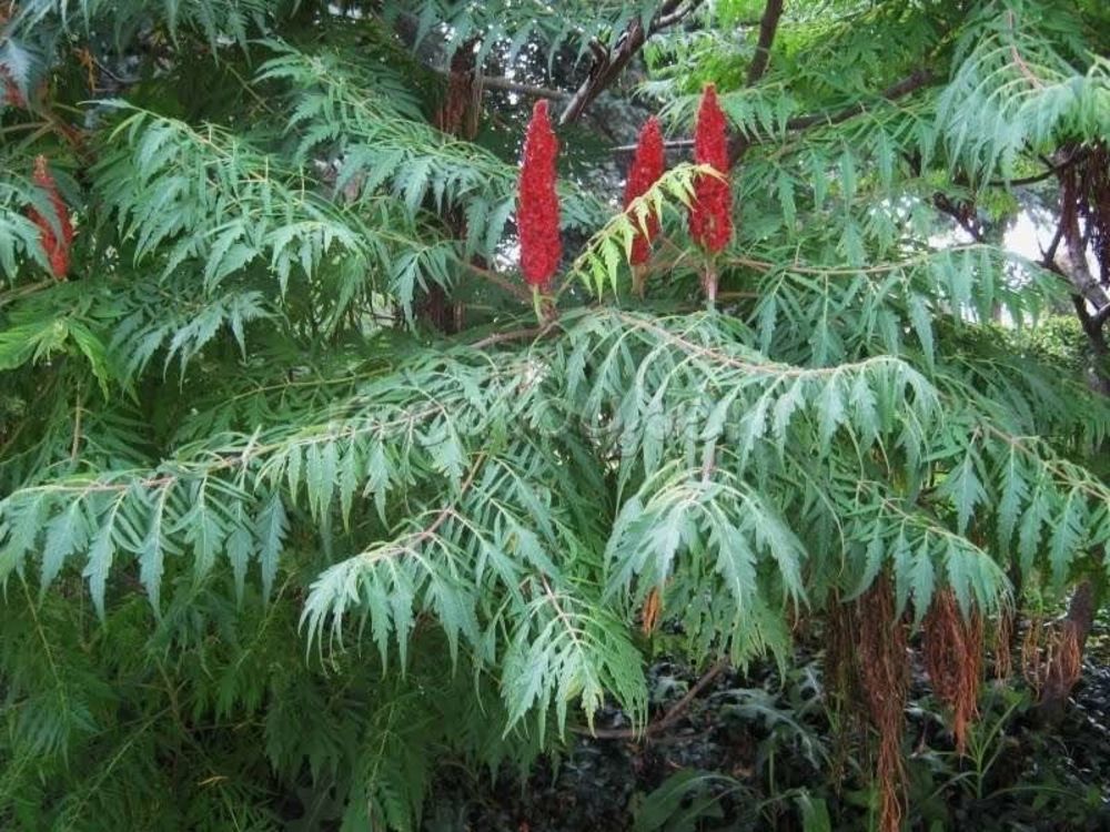 Сумах гладкий Лациниата (Rhus glabra 'Laciniata')