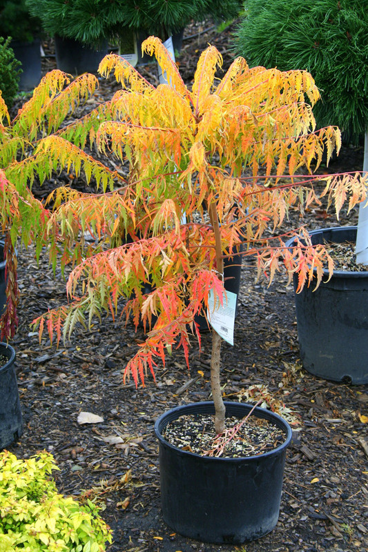 Сумах пушистый Тайгер Айз (Rhus typhina 'Tiger Eyes')