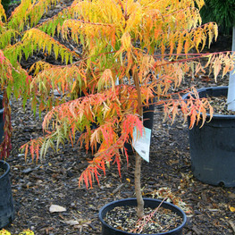Сумах пушистый Тайгер Айз (Rhus typhina 'Tiger Eyes')