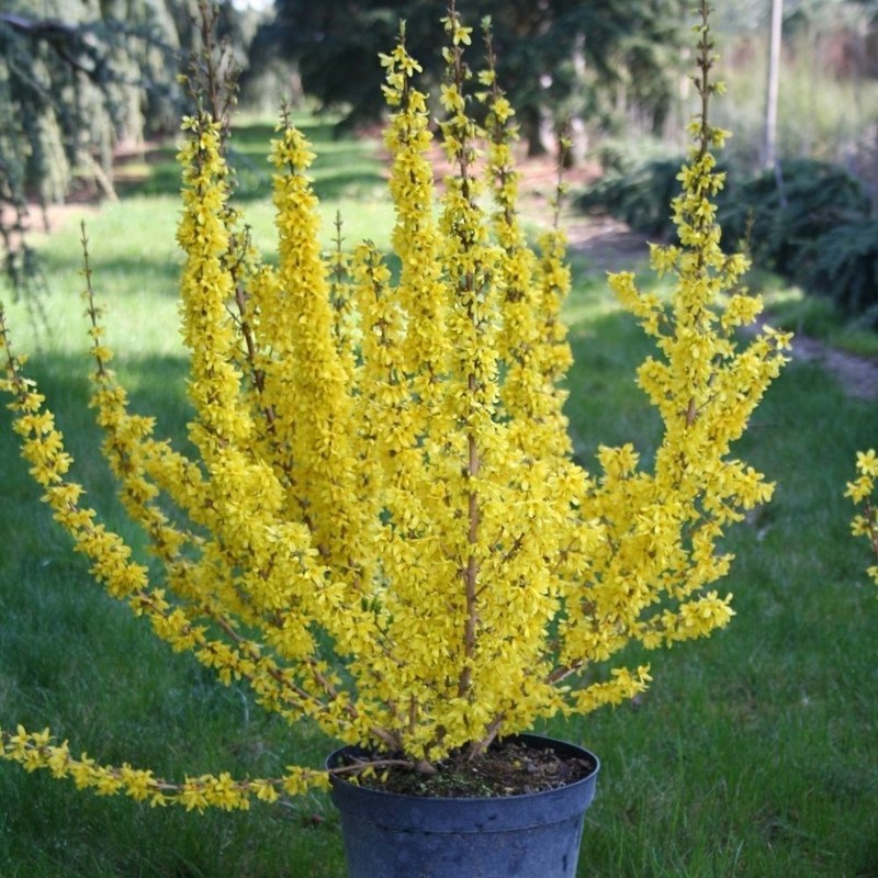 Форзиция промежуточная Микадор (Forsythia x intermedia 'Mikador')