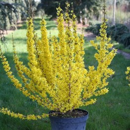 Форзиция промежуточная Микадор (Forsythia x intermedia 'Mikador')