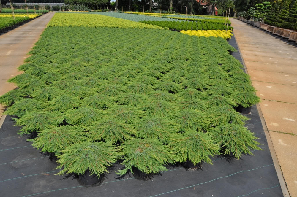 Можжевельник обыкновенный Грин Карпет (Juniperus communis 'Green Carpet')