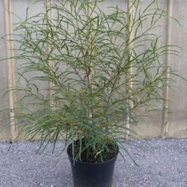 Крушина ломкая Аспленифолия (Frangula alnus 'Aspleniifolia')