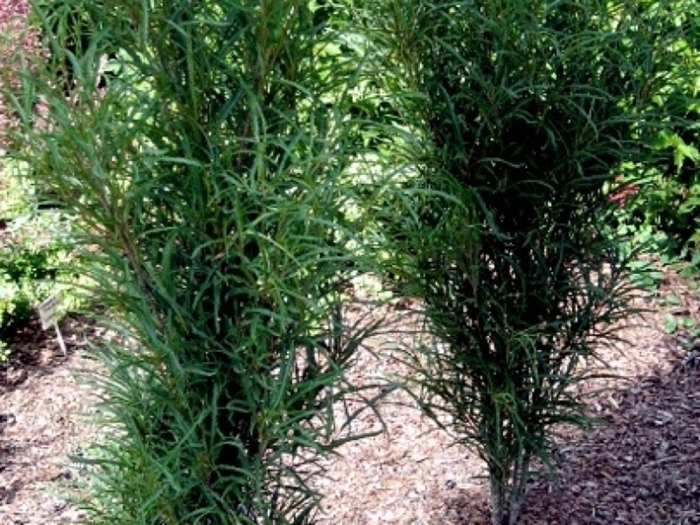 Крушина ломкая Фастигиата (Frangula alnus 'Fastigiata')