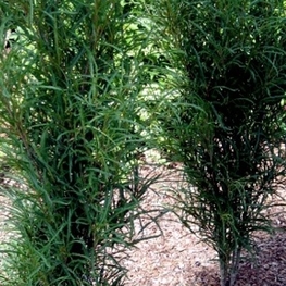 Крушина ломкая Фастигиата (Frangula alnus 'Fastigiata')