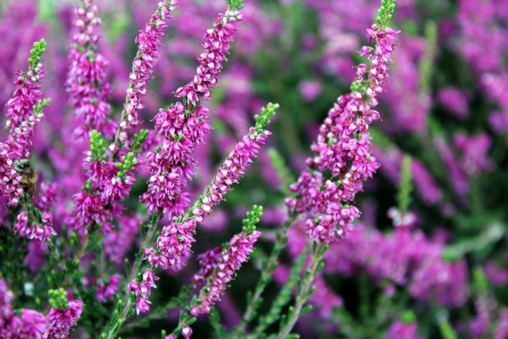 Вереск (Calluna vulgaris)