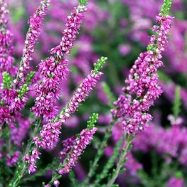Вереск (Calluna vulgaris)