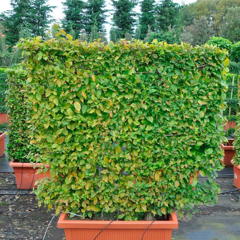 Вяз мелколистный (Ulmus parvifolia)