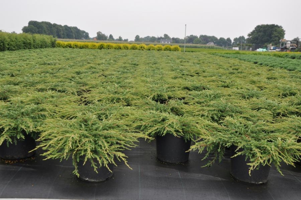 Можжевельник обыкновенный Репанда (Juniperus communis 'Repanda')