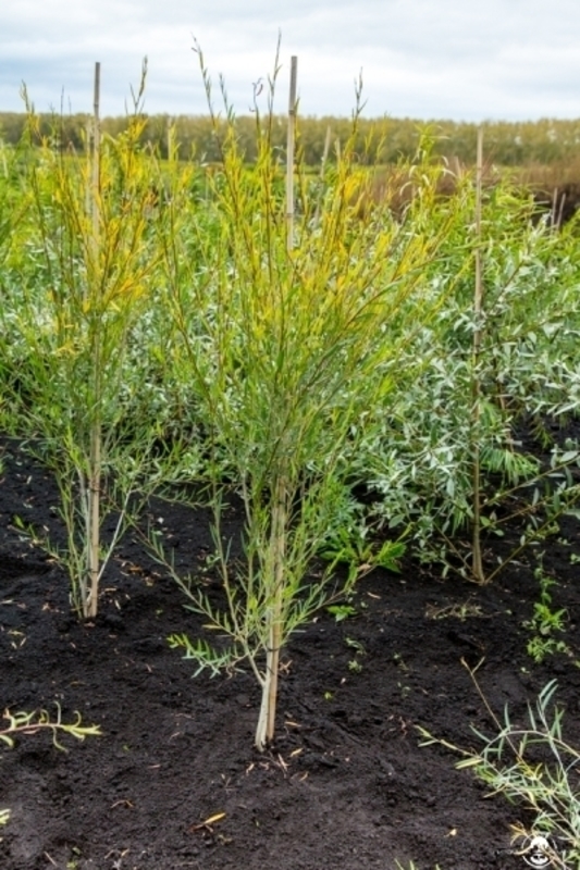 Ива Ледебура (Salix ledebouriana)